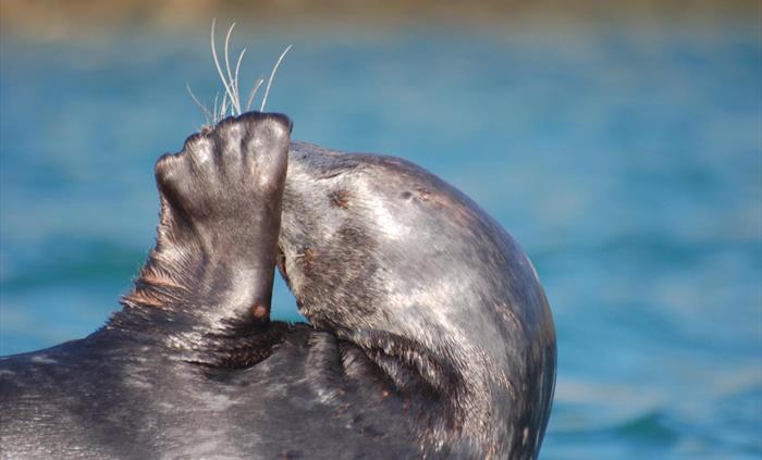 Seal seen from one of our Ramsey Island trips.